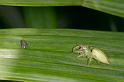 Mopsus_mormon_D2576_Z_86_-_Australie