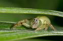 Mopsus_mormon_D2577_Z_84_-_Australie
