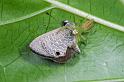 Mopsus_mormon_D2581_Z_89_-_Australie