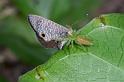 Mopsus_mormon_D2582_Z_89_-_Australie
