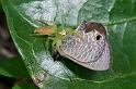 Mopsus_mormon_D2583_Z_89_-_Australie
