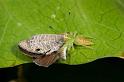 Mopsus_mormon_D2585_Z_88_-_Australie