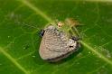 Mopsus_mormon_D2589_Z_85_-_Australie