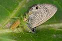 Mopsus_mormon_D2590_Z_86_-_Australie