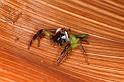 Mopsus_mormon_D8110_Z_90_Brisbane_Australie