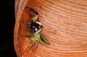 Mopsus_mormon_D8111_Z_89_Brisbane_Australie