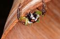 Mopsus_mormon_D8112_Z_89_Brisbane_Australie