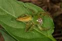 Mopsus_mormon_D8115_Z_90_Brisbane_Australie