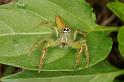 Mopsus_mormon_D8116_Z_90_Brisbane_Australie