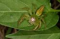 Mopsus_mormon_D8117_Z_88_Brisbane_Australie