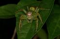 Mopsus_mormon_D8118_Z_88_Brisbane_Australie