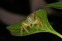 Mopsus_mormon_D8120_Z_89_Brisbane_Australie