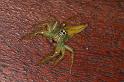 Mopsus_mormon_D8121_Z_87_Brisbane_Australie