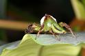 Mopsus_mormon_D8136_Z_93_Brisbane_Australie