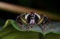 Mopsus_mormon_D8138_Z_90_Brisbane_Australie