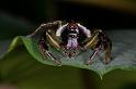Mopsus_mormon_D8139_Z_90_Brisbane_Australie