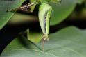 Mopsus_mormon_D8140_Z_88_Brisbane_Australie