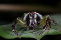 Mopsus_mormon_D8142_Z_88_Brisbane_Australie