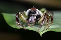 Mopsus_mormon_D8143_Z_88_Brisbane_Australie