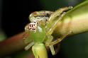 Mopsus_mormon_D8144_Z_88_Brisbane_Australie