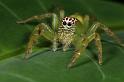 Mopsus_mormon_D8145_Z_89_Brisbane_Australie