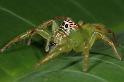 Mopsus_mormon_D8146_Z_90_Brisbane_Australie