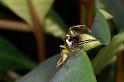 Mopsus_mormon_D8147_Z_88_Brisbane_Australie