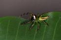 Mopsus_mormon_D8148_Z_89_Brisbane_Australie