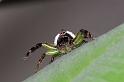 Mopsus_mormon_D8149_Z_90_Brisbane_Australie