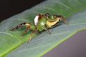 Mopsus_mormon_D8150_Z_90_Brisbane_Australie