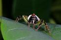 Mopsus_mormon_D8151_Z_88_Brisbane_Australie