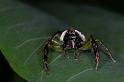 Mopsus_mormon_D8152_Z_88_Brisbane_Australie