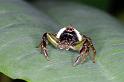 Mopsus_mormon_D8153_Z_89_Brisbane_Australie