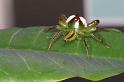 Mopsus_mormon_D8155_Z_88_Brisbane_Australie