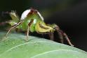 Mopsus_mormon_D8156_Z_89_Brisbane_Australie