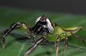 Mopsus_mormon_D8157_Z_89_Brisbane_Australie