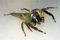 Mopsus_mormon_F0677_D_90_Giru_Australie