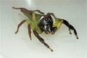 Mopsus_mormon_F0678_Z_88_Giru_Australie