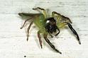 Mopsus_mormon_F0681_Z_86_Giru_Australie
