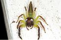 Mopsus_mormon_F0682_D_85_Giru_Australie