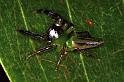 Mopsus_mormon_F0699_Z_83_Giru_Australie