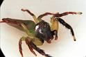 Mopsus_mormon_RF0312_Z_75_Giru_Australie