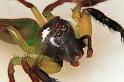 Mopsus_mormon_RF0313_O_88_Giru_Australie