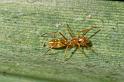 Myrmarachne_plataleoides_D2594_Z_88_-_Australie