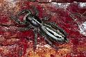 Ocrisiona_leucocomis_F0886_D_91_Ningi_Australie