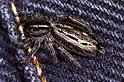 Ocrisiona_leucocomis_F0888_D_83_Ningi_Australie