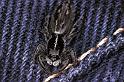 Ocrisiona_leucocomis_F0889_D_81_Ningi_Australie
