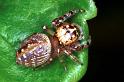 Opisthoncus_ZZ050_RF0238_O_78_Emerald-Clermont_Australie