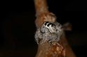 Opisthoncus_ZZ275_D2616_Z_82_-_Australie