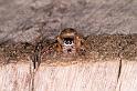 Opisthoncus_ZZ398_D5517_Z_89_Roma_Australie